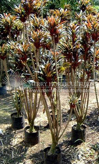 Cordyline fruticosa red spp